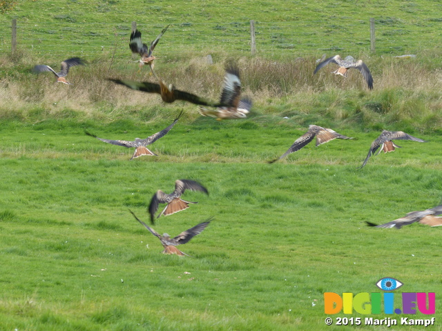 FZ021754 Red kites (Milvus milvus)